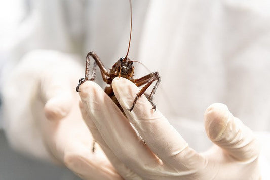 Otorohanga Kiwi House : Captive breeding The Mahoenui Giant Weta