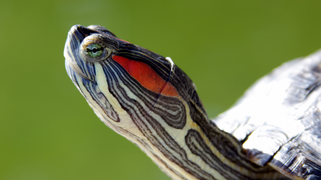 Reconsidering the Impact of Common Pets on New Zealand's Biodiversity