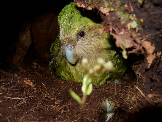 Aspergillosis in Kākāpō: The Silent Killer of New Zealand's Most Famous Bird