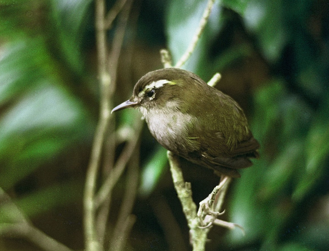 A Deep Dive into Modern New Zealand Extinctions Part 2