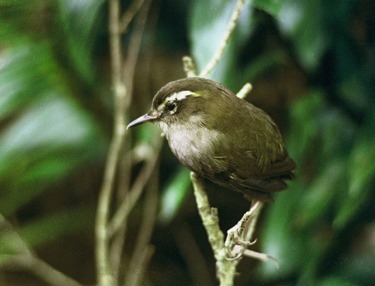 A Deep Dive into Modern New Zealand Extinctions Part 2