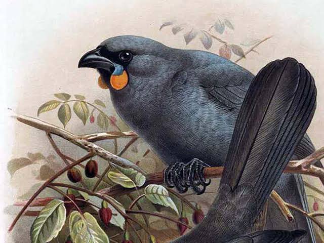 The South Island Kokako