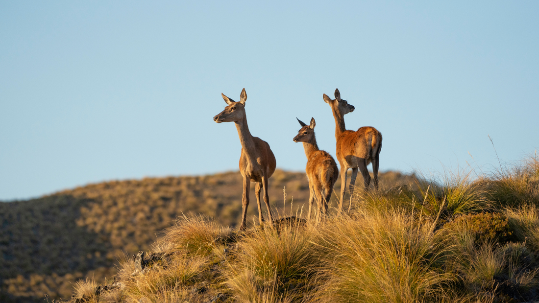 Deer Overrun