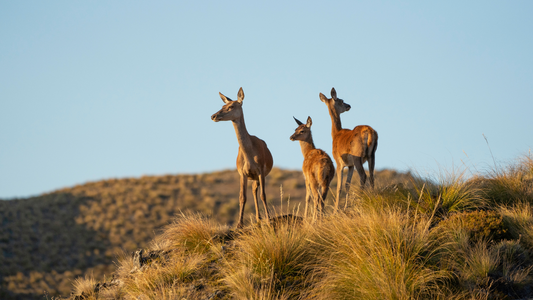 The Impact of Introduced Deer in New Zealand