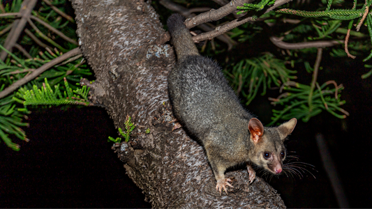 Possum Invasion : Exploring a Key Threat to New Zealand's Biodiversity