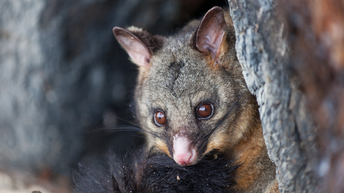 Possum Invasion