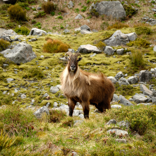 A trophy Himalayan Bull Tahr