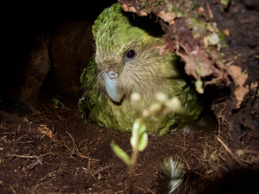 Aspergillosis in Kākāpō