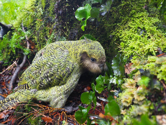 The Secrets of Kakapo