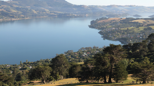 Predator Free Otago Peninsula