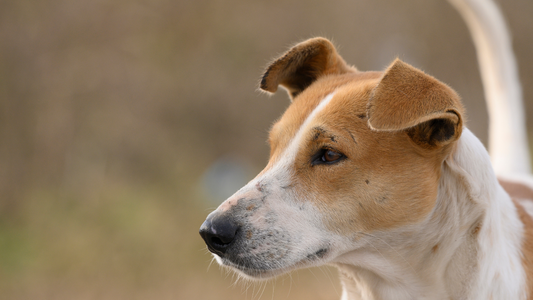 Responsible Pet Ownership in New Zealand.