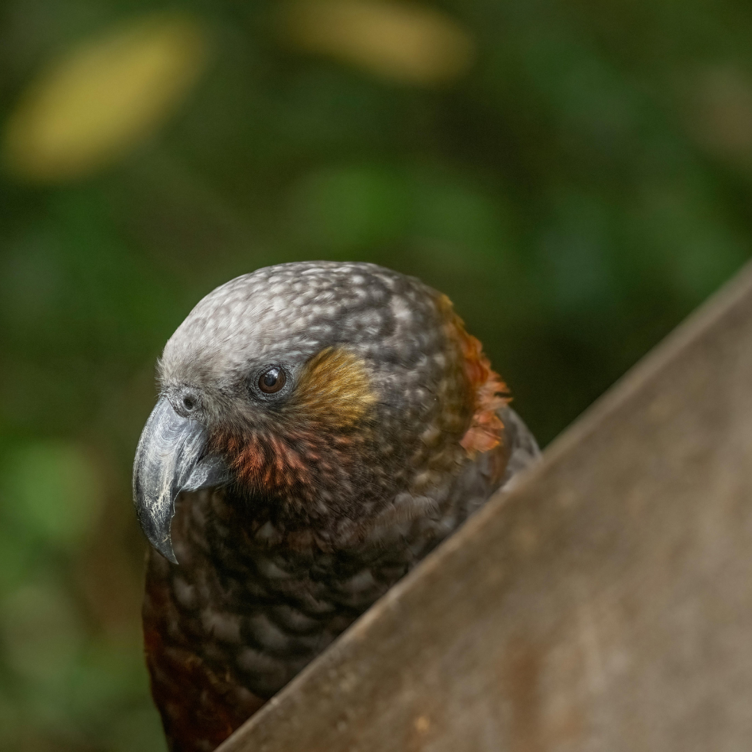The Kaka Parrot in New Zealand: A Tale of Conservation Challenges and Triumphs