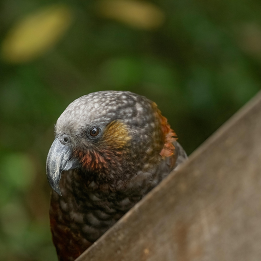 The Kaka Parrot in New Zealand: A Tale of Conservation Challenges and Triumphs