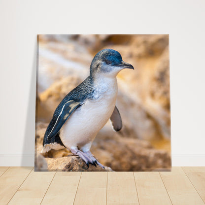 Little Blue Penguin Canvas