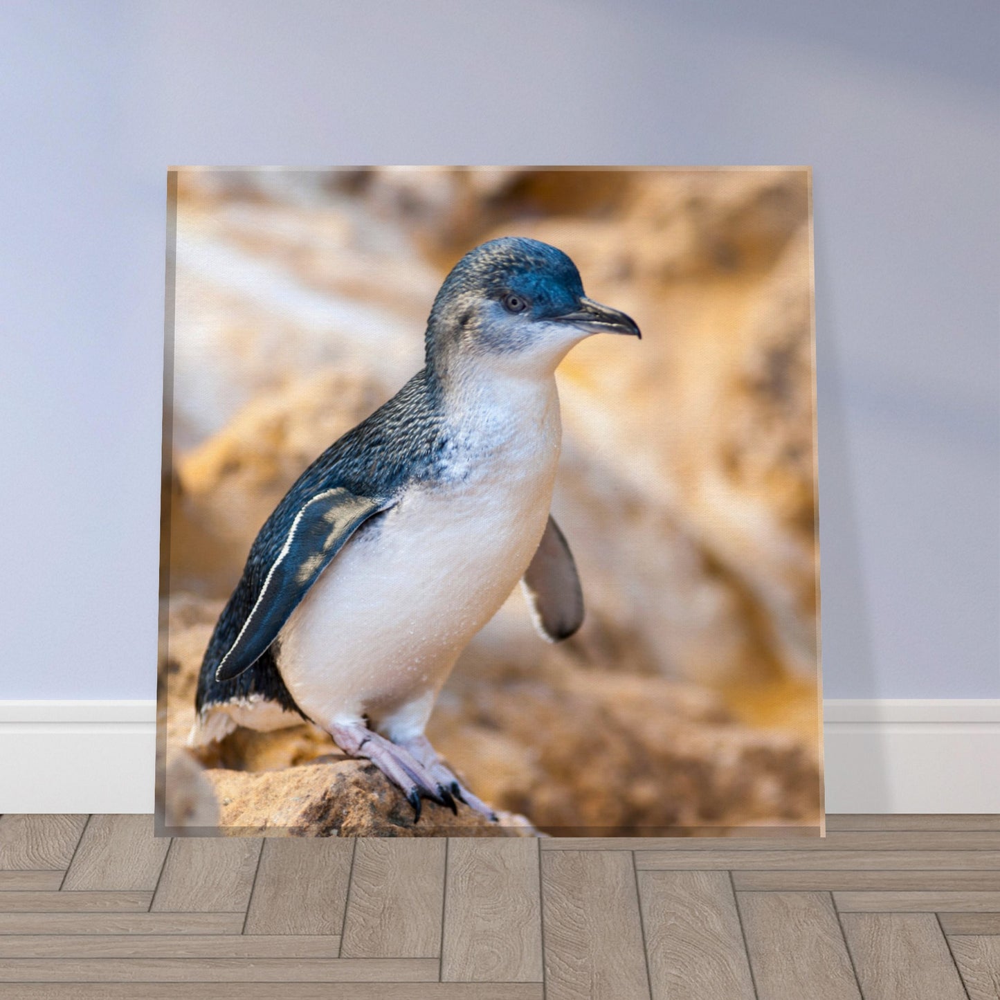 Little Blue Penguin Canvas