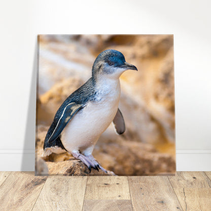 Little Blue Penguin Canvas