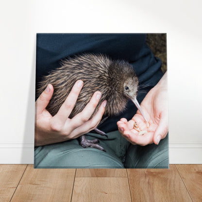 Kiwi Canvas