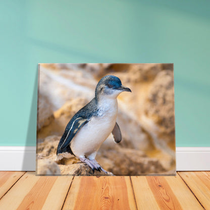 Little Blue Penguin Canvas