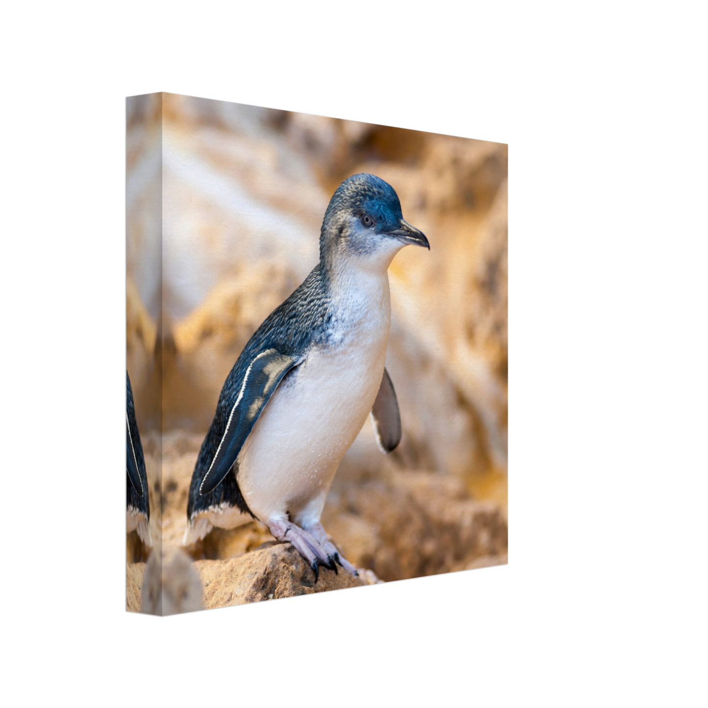 Little Blue Penguin Canvas