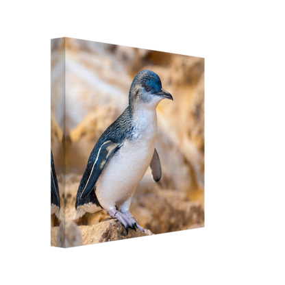 Little Blue Penguin Canvas