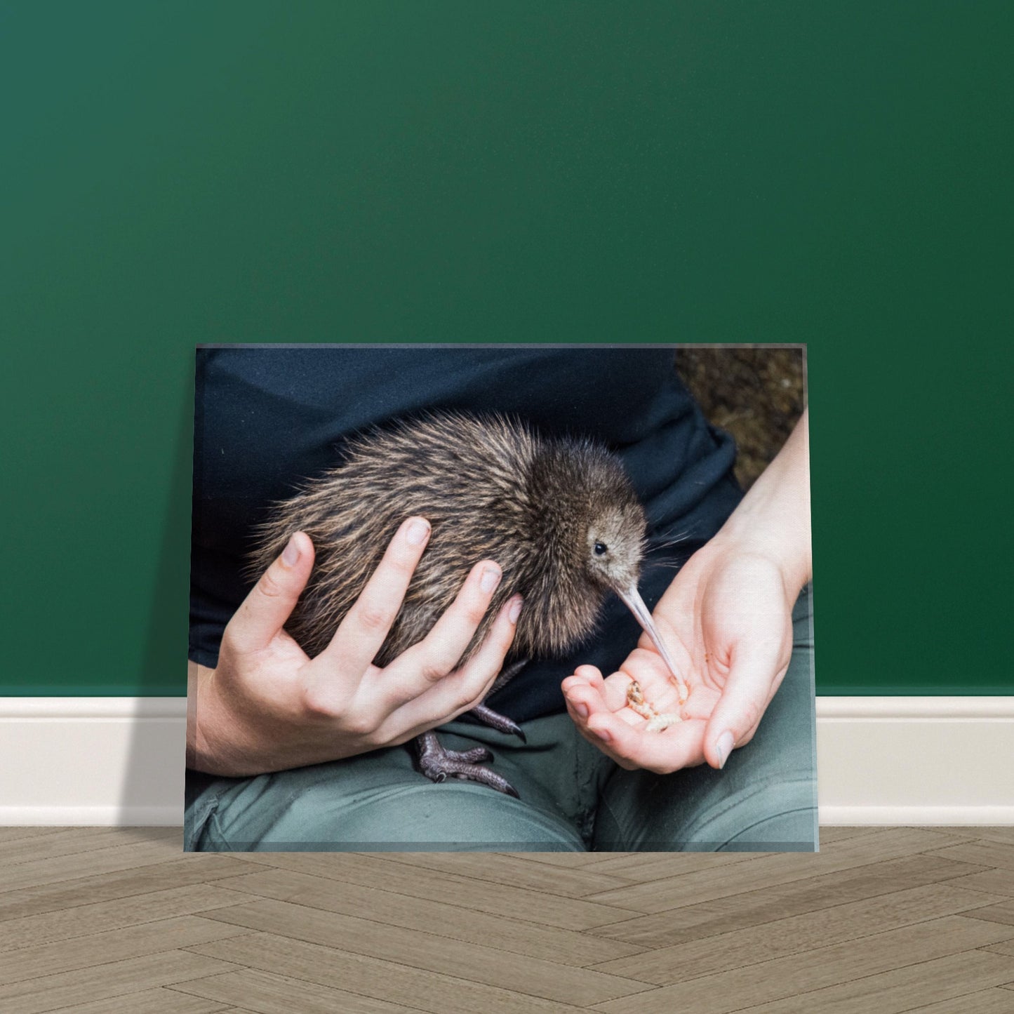 Kiwi Canvas