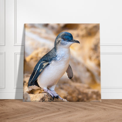 Little Blue Penguin Canvas