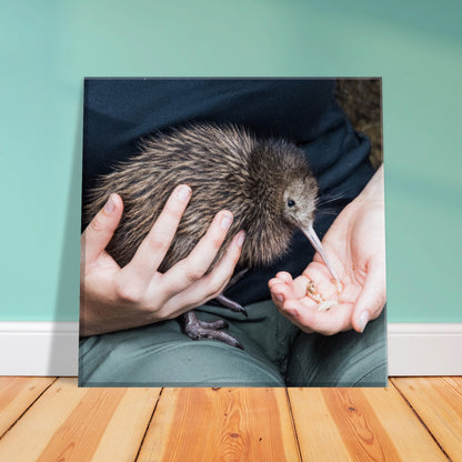 Kiwi Canvas