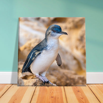 Little Blue Penguin Canvas