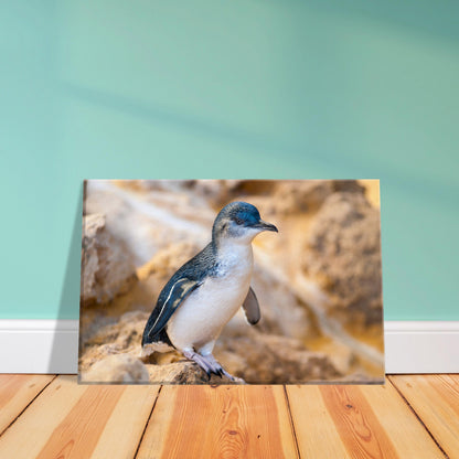 Little Blue Penguin Canvas