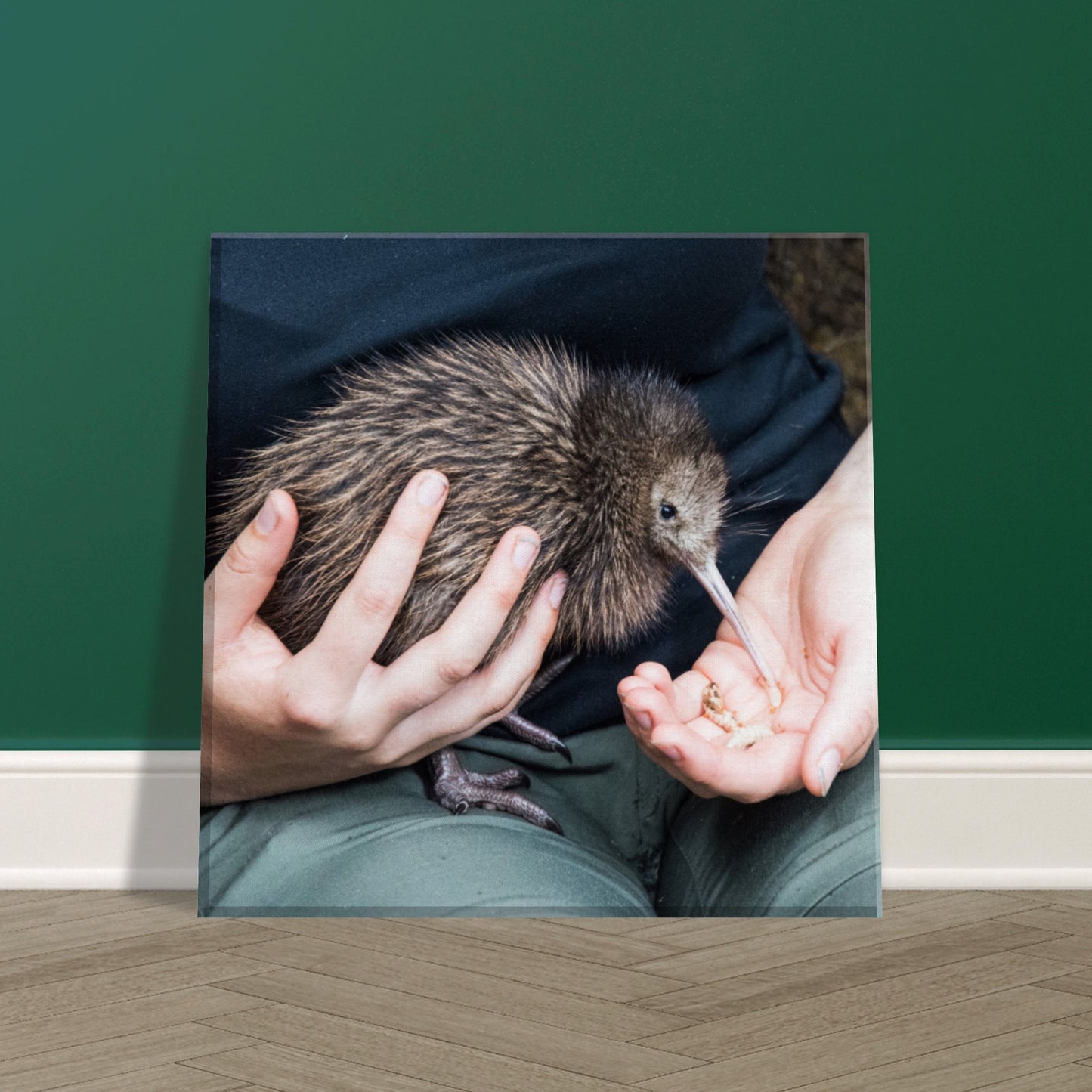 Kiwi Canvas