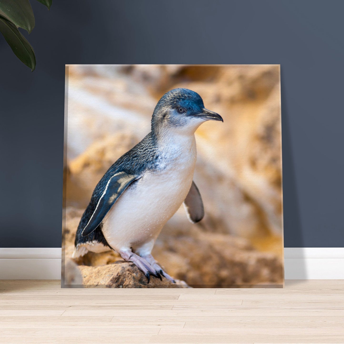 Little Blue Penguin Canvas